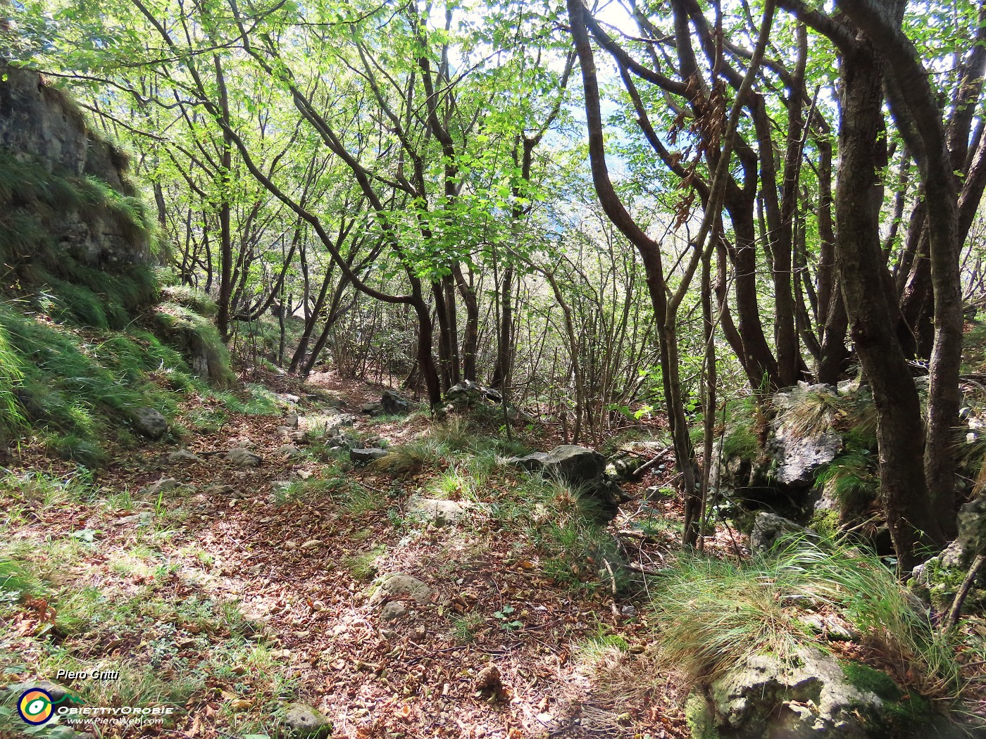 56 Bosco di carpini neri ben cresciuti con belle  forme modelllate dalla natura .JPG